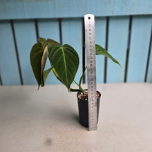 Load image into Gallery viewer, #W8 Philodendron Glorious