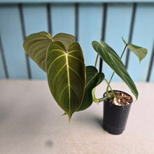 Load image into Gallery viewer, #W8 Philodendron Glorious