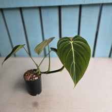 Load image into Gallery viewer, #W8 Philodendron Glorious