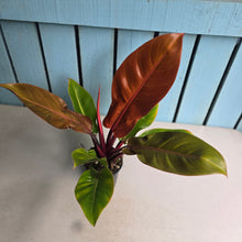 Load image into Gallery viewer, #W9 Philodendron Prince of Orange