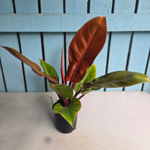 Load image into Gallery viewer, #W9 Philodendron Prince of Orange