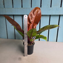 Load image into Gallery viewer, #W9 Philodendron Prince of Orange