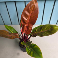 Load image into Gallery viewer, #W9 Philodendron Prince of Orange