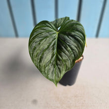Load image into Gallery viewer, #H238 Philodendron Majestic