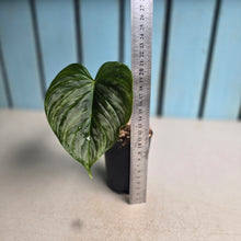 Load image into Gallery viewer, #H238 Philodendron Majestic