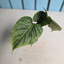 Load image into Gallery viewer, #H238 Philodendron Majestic