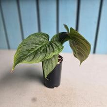 Load image into Gallery viewer, #H238 Philodendron Majestic