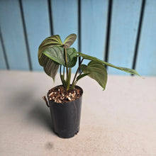 Load image into Gallery viewer, #H238 Philodendron Majestic