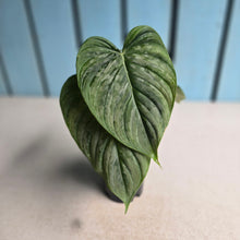 Load image into Gallery viewer, #B16 Philodendron Majestic