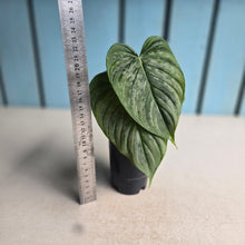 Load image into Gallery viewer, #B16 Philodendron Majestic