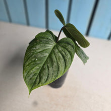 Load image into Gallery viewer, #B16 Philodendron Majestic