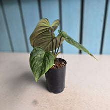 Load image into Gallery viewer, #B16 Philodendron Majestic