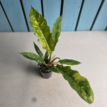 Load image into Gallery viewer, #283 Philodendron Ring of Fire
