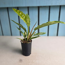 Load image into Gallery viewer, #283 Philodendron Ring of Fire