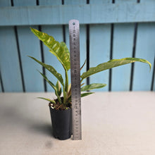 Load image into Gallery viewer, #283 Philodendron Ring of Fire