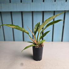 Load image into Gallery viewer, #283 Philodendron Ring of Fire