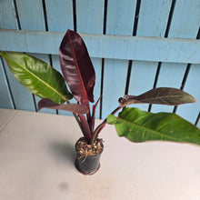 Load image into Gallery viewer, #12 Philodendron Sun Red