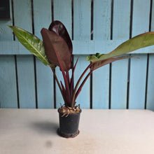 Load image into Gallery viewer, #12 Philodendron Sun Red