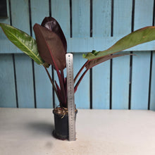 Load image into Gallery viewer, #12 Philodendron Sun Red