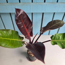 Load image into Gallery viewer, #12 Philodendron Sun Red
