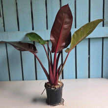 Load image into Gallery viewer, #12 Philodendron Sun Red