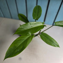 Load image into Gallery viewer, #G2 Philodendron Tripartitum