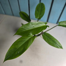 Load image into Gallery viewer, #G2 Philodendron Tripartitum