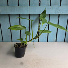 Load image into Gallery viewer, #G2 Philodendron Tripartitum