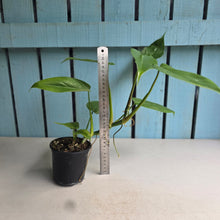 Load image into Gallery viewer, #G2 Philodendron Tripartitum