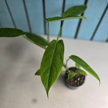 Load image into Gallery viewer, #G2 Philodendron Tripartitum
