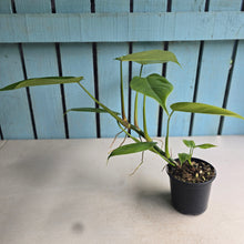 Load image into Gallery viewer, #G2 Philodendron Tripartitum