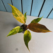 Load image into Gallery viewer, #G20 Philodendron Autumn Queen