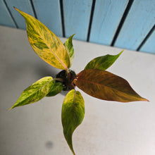 Load image into Gallery viewer, #G20 Philodendron Autumn Queen