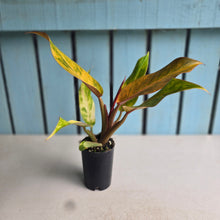Load image into Gallery viewer, #G20 Philodendron Autumn Queen