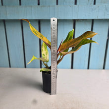Load image into Gallery viewer, #G20 Philodendron Autumn Queen