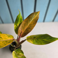Load image into Gallery viewer, #G20 Philodendron Autumn Queen