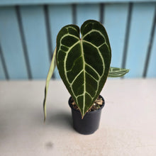 Load image into Gallery viewer, #W3 Two x Headed Anthurium Crystallinum x - Red Petiole