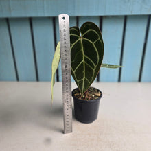 Load image into Gallery viewer, #W3 Two x Headed Anthurium Crystallinum x - Red Petiole