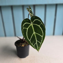 Load image into Gallery viewer, #W3 Two x Headed Anthurium Crystallinum x - Red Petiole