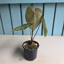 Load image into Gallery viewer, #W3 Two x Headed Anthurium Crystallinum x - Red Petiole