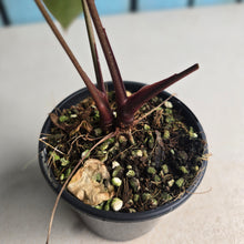 Load image into Gallery viewer, #W3 Two x Headed Anthurium Crystallinum x - Red Petiole