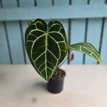 Load image into Gallery viewer, #W7 Anthurium Crystallinum x - Red Petiole