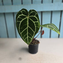 Load image into Gallery viewer, #W7 Anthurium Crystallinum x - Red Petiole
