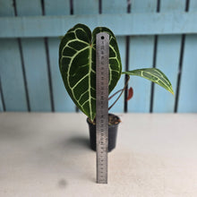Load image into Gallery viewer, #W7 Anthurium Crystallinum x - Red Petiole