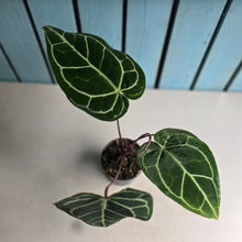 Load image into Gallery viewer, #W7 Anthurium Crystallinum x - Red Petiole