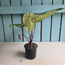 Load image into Gallery viewer, #W7 Anthurium Crystallinum x - Red Petiole