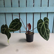 Load image into Gallery viewer, #W1 Anthurium Crystallinum x - Red Petiole