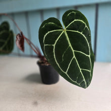 Load image into Gallery viewer, #W1 Anthurium Crystallinum x - Red Petiole