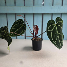 Load image into Gallery viewer, #W1 Anthurium Crystallinum x - Red Petiole
