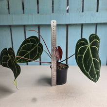 Load image into Gallery viewer, #W1 Anthurium Crystallinum x - Red Petiole